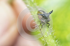 close up of the tiny leptocentrus taurus insect.