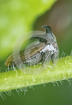 close up of the tiny leptocentrus taurus insect.