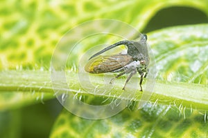 close up of the tiny leptocentrus taurus insect.