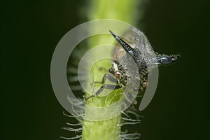 close up of the tiny leptocentrus taurus insect.
