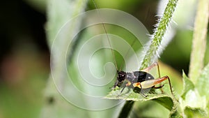 Close up tiny Metioche vittaticolis Stal black true cricket