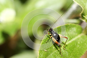 Close up tiny Metioche vittaticolis Stal cricket in the garden