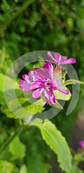 Close up of tiny minute little fushchia pink blossom flower