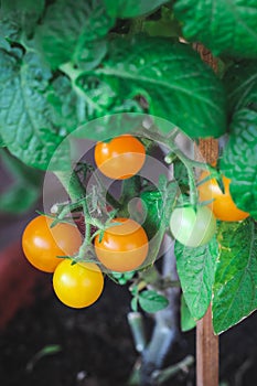 Close up of tiny orange tomatoes growing on stem in container garden