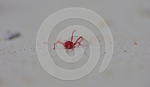 Tiny red mite