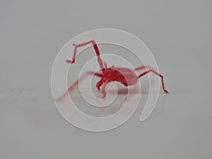 Tiny red mite