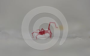 Tiny red mite