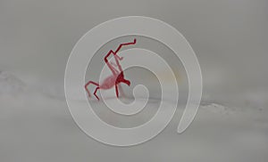 Tiny red mite