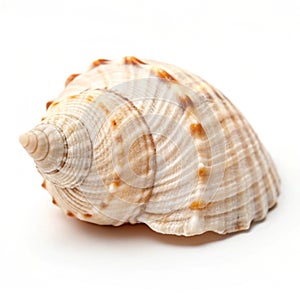 Close-up of a tiny seashell isolated on white background