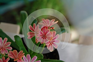 A close up of tiny striped pink flowers of Lewisia cotyledon (Siskiyou lewisia)