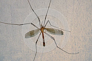 Tipulidae mosquito
