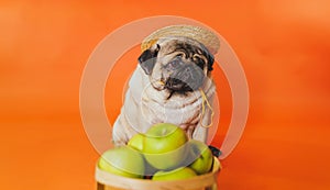 Close up of tired cute pug with green apples on orange background. Relaxed dog in straw hat with fruits after harvest