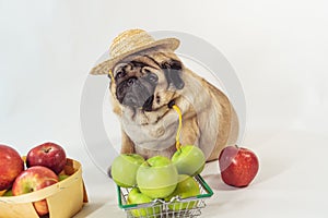 Close up of tired cute pug with red and green apples on orange background. Relaxed dog in straw hat with fruits after