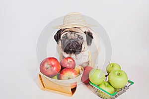 Close up of tired cute pug with red and green apples on orange background. Relaxed dog in straw hat with fruits after