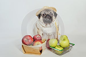 Close up of tired cute pug with red and green apples on orange background. Relaxed dog in straw hat with fruits after