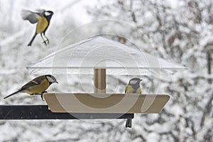 Close-up of a tit birds feeding in a bird feeder hanging outside the window of a house in a harsh frosty winter