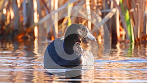 A close up to an American coot a mud hen or pouldeau bird, a bird of the family Rallidae photo