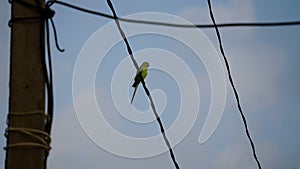 Close up to the beautiful Green parrot or Psittaciformes with natural background