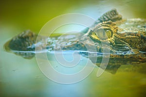 Close up to big and frightening eye of a Caiman (Caimaninae) crocodile staying in still water