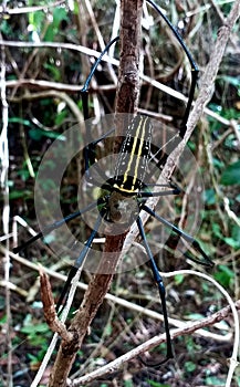 close-up to black and yellow spider