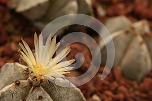 Close up to a Blooming cactus flower