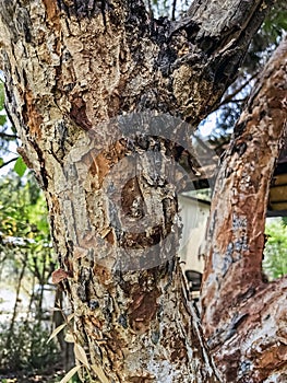 Close up to broken bark of old tree. Wooden tree with amazing texture from bark. Bark Surface Texture. Rough texture of old wood.