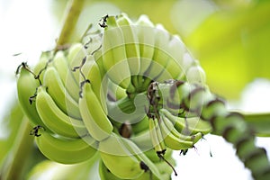 Close-up to the bunch of green bananas on a tree