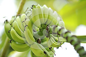 Close-up to the bunch of green bananas on a tree