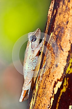 close-up to a coqui frog in its natural environment photo