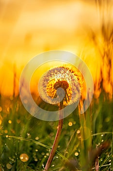 Close up to Dandelion silhouette fluffy flower in field during sunrise with warm golden hour colors.