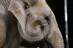 Close up to the elephant of La Plata photo
