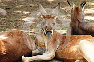 Close-up face of kangaroo resting on the ground photo