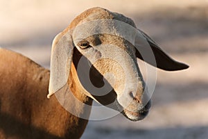 Close up to face of lamb in farm