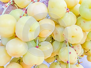 Close up to fresh and fruitful of star gooseberry