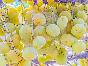 Close up to fresh and fruitful of star gooseberry