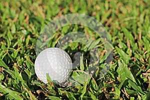 Close up to the golf ball on the green grass