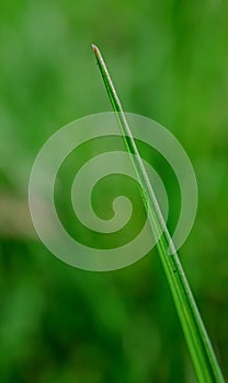 Close up to grass family ..