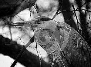 Close up to a gray heron