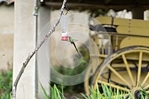 Close up to a green hummingbird drinking water on bird waterer with a flying bee