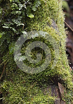 Close up to a green wet moss over a tree trunk cortex