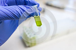 Close up to hands in blue gloves hold microtube with green liquid extract. Synthesis of new vaccine or drug against virus