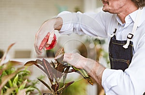 Close-up to hands of gardener senior man taking care of small tree in plant pot as a hobby of home gardening at home