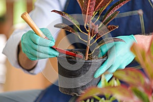 Close-up to hands of gardener senior man taking care of small tree in plant pot as a hobby of home gardening at home
