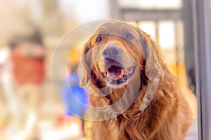 A close up to a happy Golden Retriever dog Sitting down