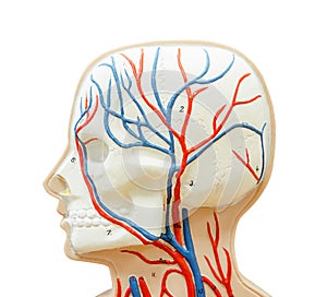 Close up to head human model for study medicine.