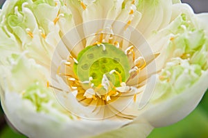 Close up to lotus