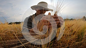 Close up to male farmer sitting at cereal field and examining wheat stalks at summer day. Young agronomist exploring