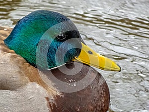 A close up to a male mallard duck. The mallard or wild duck