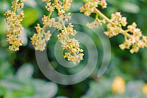 Close up to mango flower blossom and red ant on tree in agriculture garden blur background