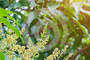 Close up to mango flower blossom and red ant on tree in agriculture garden blur background